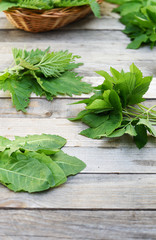 Bishop's weed, dandelion and nettle bunches