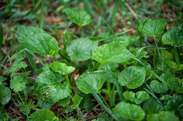 Plantago major (Plantago, Plantain, fleaworts) and drop rain