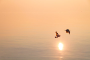 Fototapeta na wymiar Couple of Seagulls Flying over Shimmering Lake at Sunset