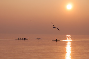 Seagull Flying over Rowing Team Training over Shimmering Lake at Sunset