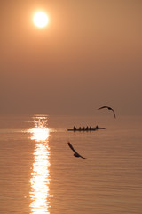 Seagulls Flying over Rowing Team Training over Shimmering Lake at Sunset