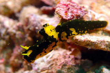 nudibranch