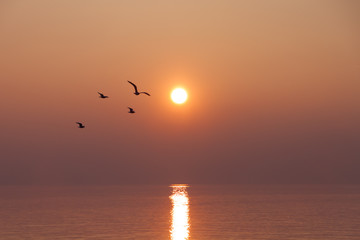 Seagulls Flying over Shimmering Lake at Sunset
