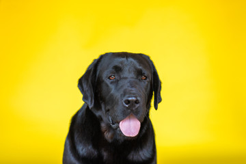 Portrait of black labrador retriever on yellow background