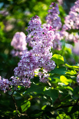 Spring branch of lilac flowers trees. Sunny day in garden outdoors. 