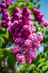 Obraz premium Spring branch of lilac flowers trees. Sunny day in garden outdoors. 