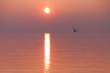 Seagulls Flying over Shimmering Lake at Sunset