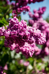 Spring branch of lilac flowers trees. Sunny day in garden outdoors. 