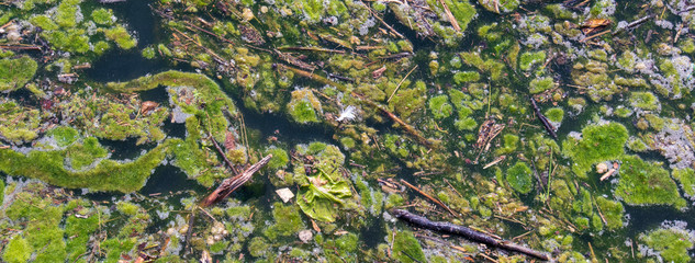algae bloom in polluted water