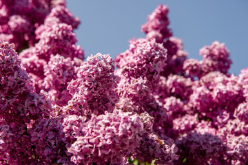 Spring branch of lilac flowers trees. Sunny day in garden outdoors. 
