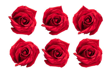 Red roses isolated on white.