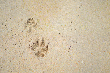 Dog 's footprint on sand beach ground floor , background and texture