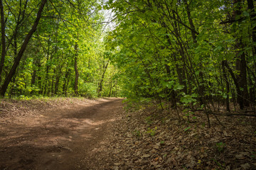 Fototapeta premium A sandy road in a Sunny summer pine forest