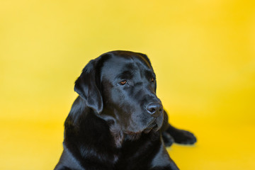 Portrait of black labrador retriever on yellow background