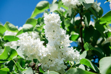 Spring branch of lilac flowers trees. Sunny day in garden outdoors. 