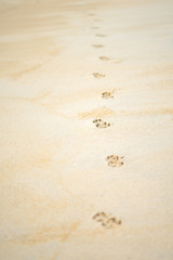 Dog 's footprint on sand beach ground floor , background and texture