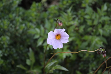 NATURALEZA