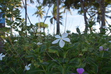 Fototapeta na wymiar white flowers on blue sky