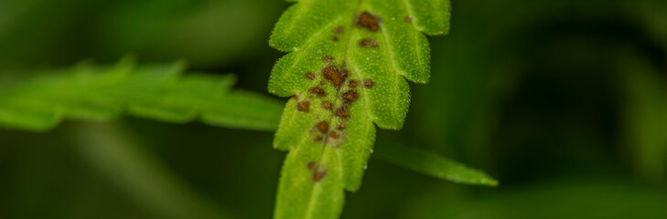 Disease with color stain on green leafs of White Russian variety of marijuana