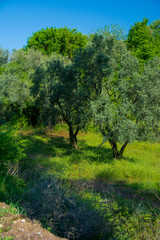 flowers, huts and trees grown in the garden