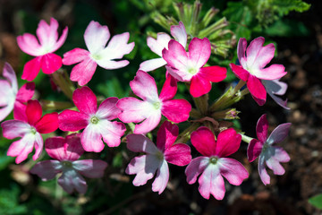 Beautiful magenta flower close up in shallow depth of field with green leaf and dark background, colorful decoration design with space for text. Romantic concept