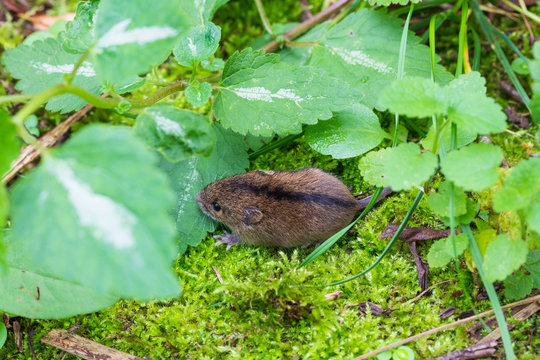 Forest birch mouse (Sicista betulina) among grass on green moss