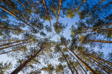 Pine forest under cloudy blue sky bottom view.Evening in a pine forest. The rays of the sun on the trees. bottom view