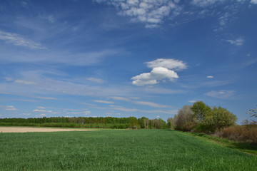 Fototapeta na wymiar Białe chmury na błękitnym niebie ponad zielonym lasem w słoneczny dzień.