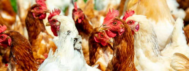 portrait of free range chickens outdoor