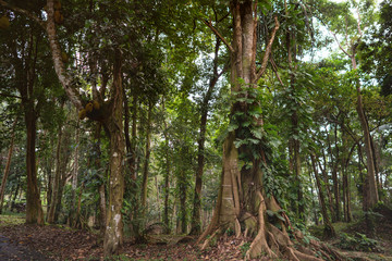 Obraz premium hot spring jungle in bali