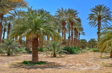Fototapeta na wymiar Plantation of date palms, Middle East agriculture industry in desert areas