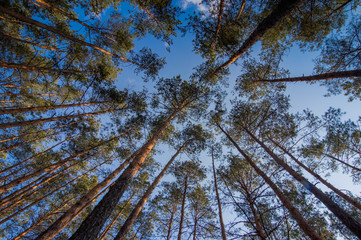 Pine forest under cloudy blue sky bottom view.Evening in a pine forest. The rays of the sun on the trees. bottom view. Blue sky