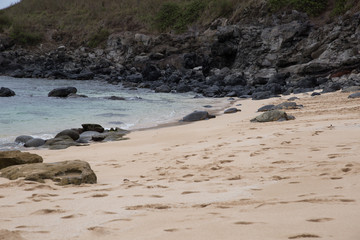 turtles