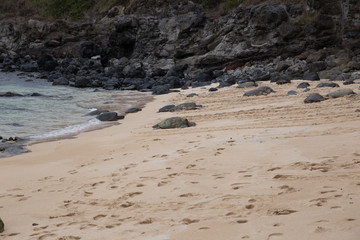turtles
