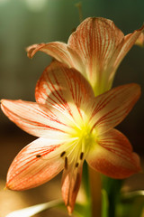 Home floriculture, amazing home flower amarillis.