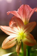 Home floriculture, amazing home flower amarillis.