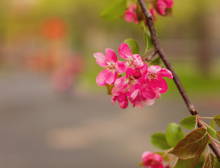 Branch with red flowers. Flowering apple tree. Spring awakening.