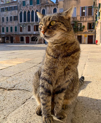 A cat on the streets of Venice, Italy