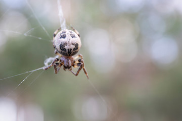 Spider went hunting