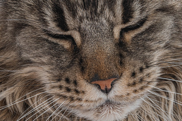 Muzzle of a big sleepy cat
