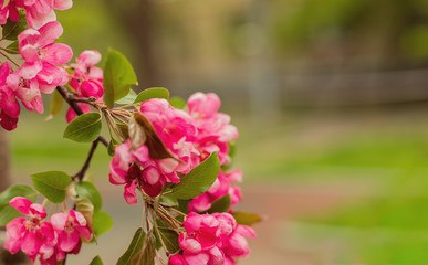 Branch with red flowers. Flowering apple tree. Spring awakening.