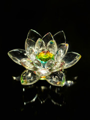 Lotus flower on  a black background.