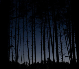 Pine forest after sunset