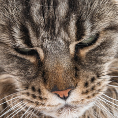 The cat closed his eyes on the balcony