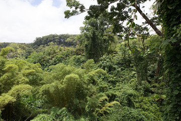 pine tree in the forest