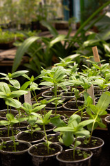 vegetable seedlings in a greenhouse