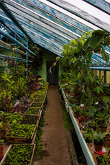 vegetable seedlings in a greenhouse