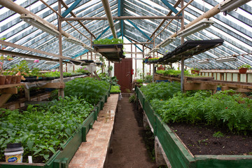 vegetable seedlings in a greenhouse