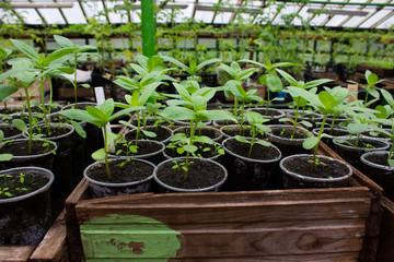 vegetable seedlings in a greenhouse