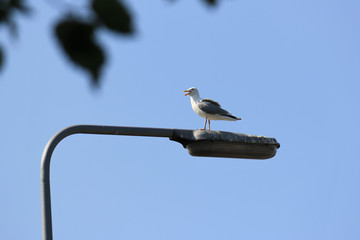 European herring gull with open beak standing on lightpole with blue sky in the background